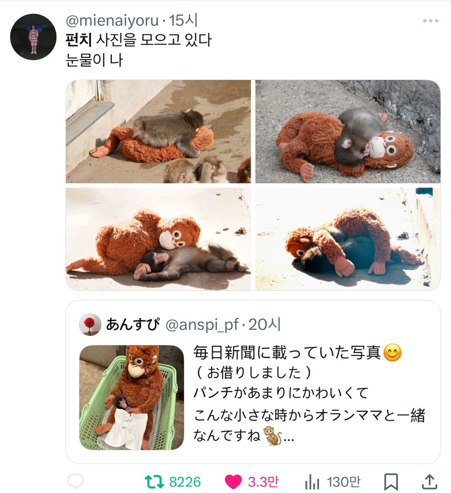 일본에-펀치라는-아기-원숭이인데-2-이미지