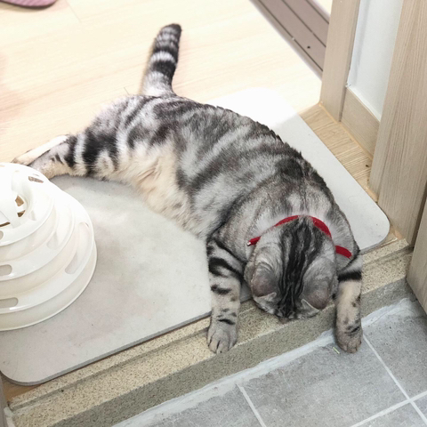 고양이-키워보니까-개-똑똑해-3-이미지