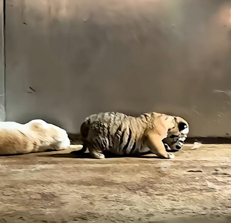 데뷔한지-2개월된-서울대공원-아기-호랑이-설호-4-이미지