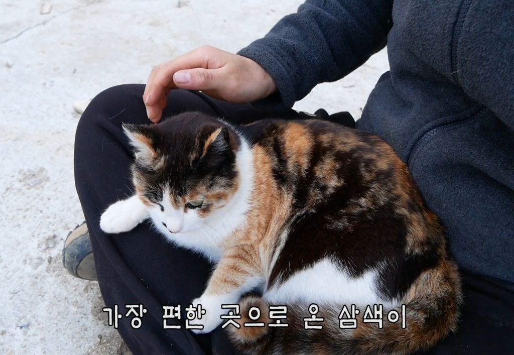 하하하-삼색이-모음-52-이미지