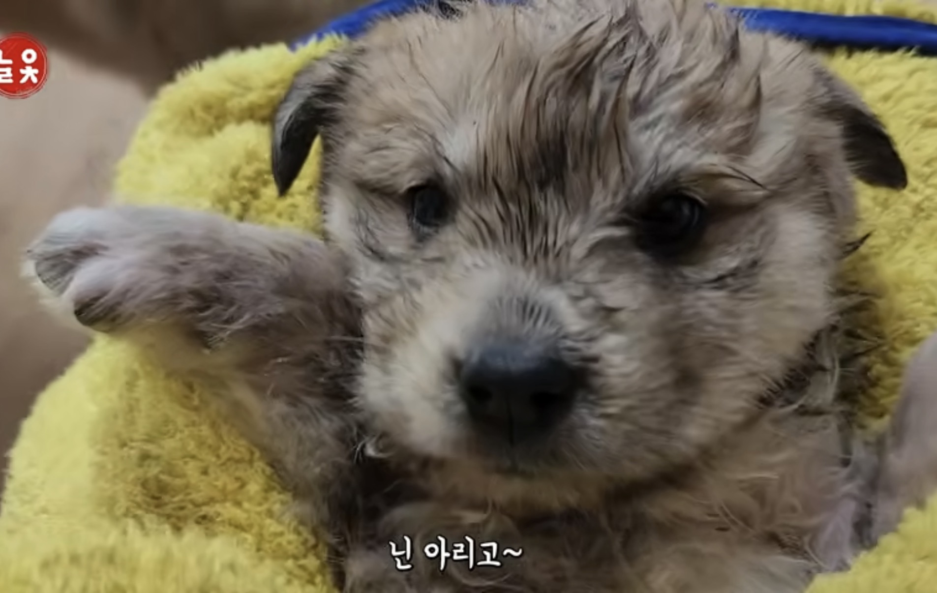 수로에서-구조된-아리와-뜨리-1-이미지