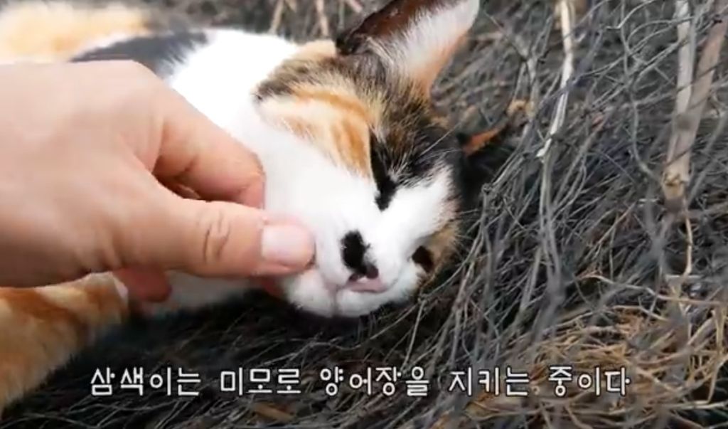 하하하-삼색이-모음-1-이미지