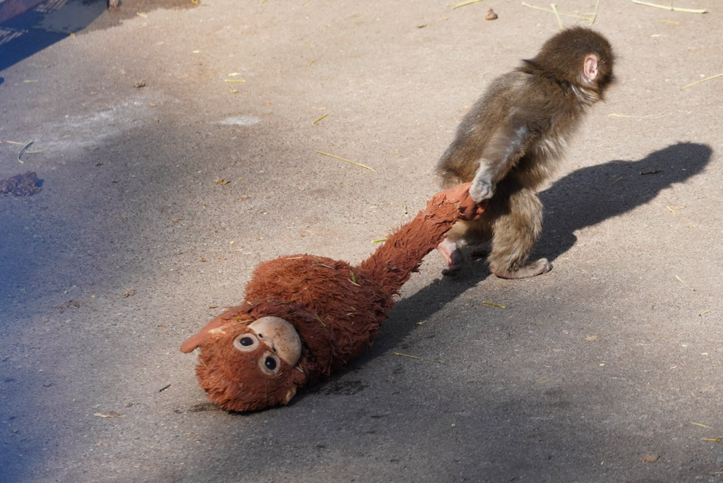 오랑우탄-인형을-엄마로-생각하며-끌고-다니는-아기-원숭이-8-이미지