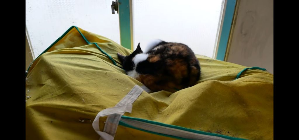 하하하-삼색이-모음-59-이미지