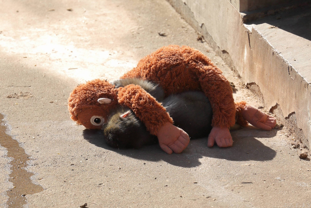 오랑우탄-인형을-엄마로-생각하며-끌고-다니는-아기-원숭이-3-이미지