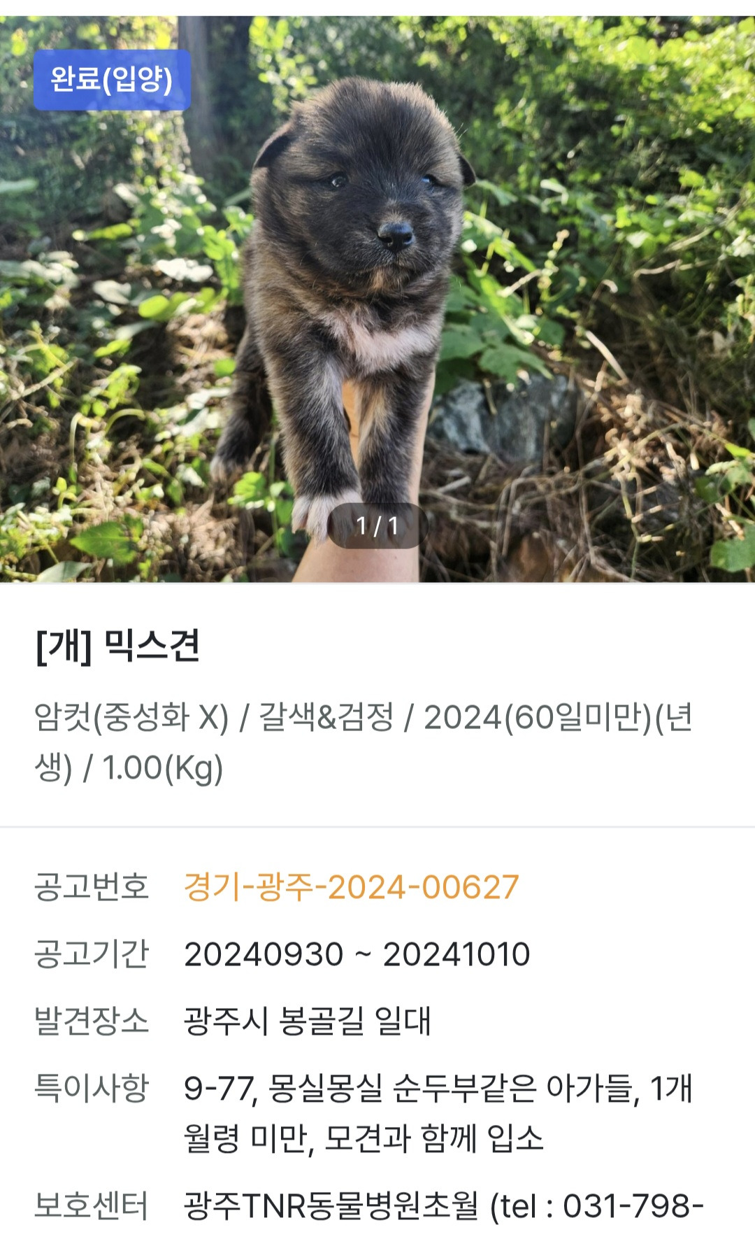 포인핸드에서-입양할땐-모카빵같이-생겼었는데-엄청-우아하게-큰-아기강아지-0-이미지