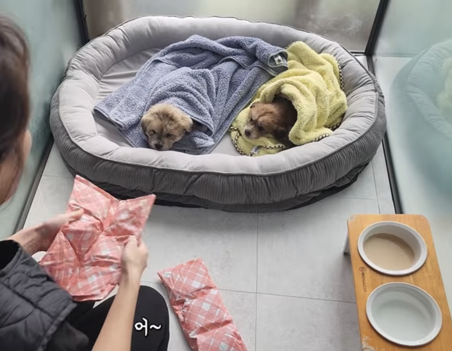 수로에서-구조된-아리와-뜨리-3-이미지