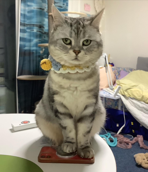 고양이-키워보니까-개-똑똑해-0-이미지