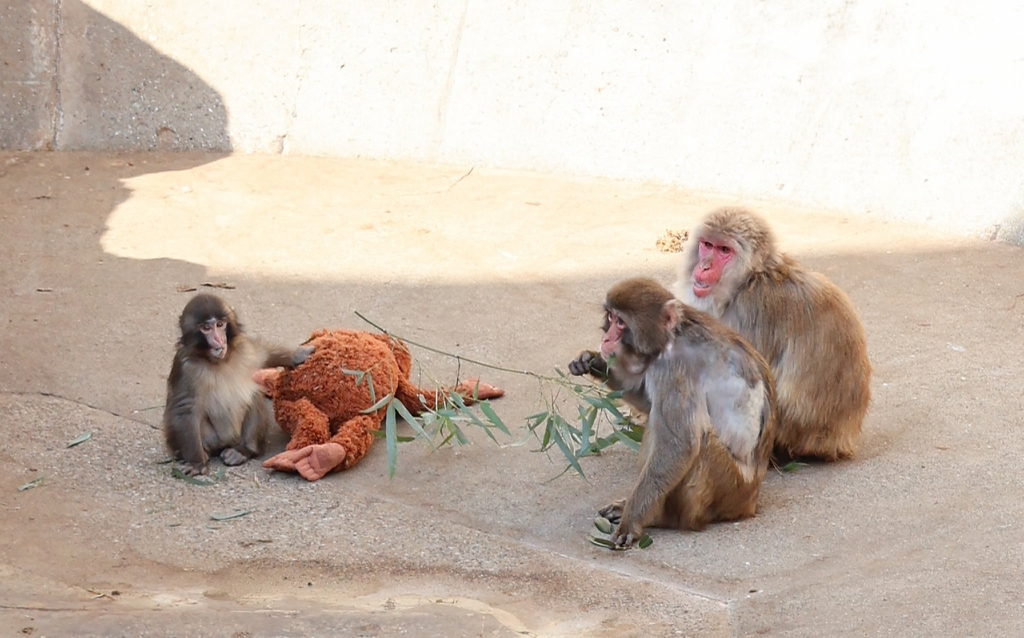 오랑우탄-인형을-엄마로-생각하며-끌고-다니는-아기-원숭이-18-이미지