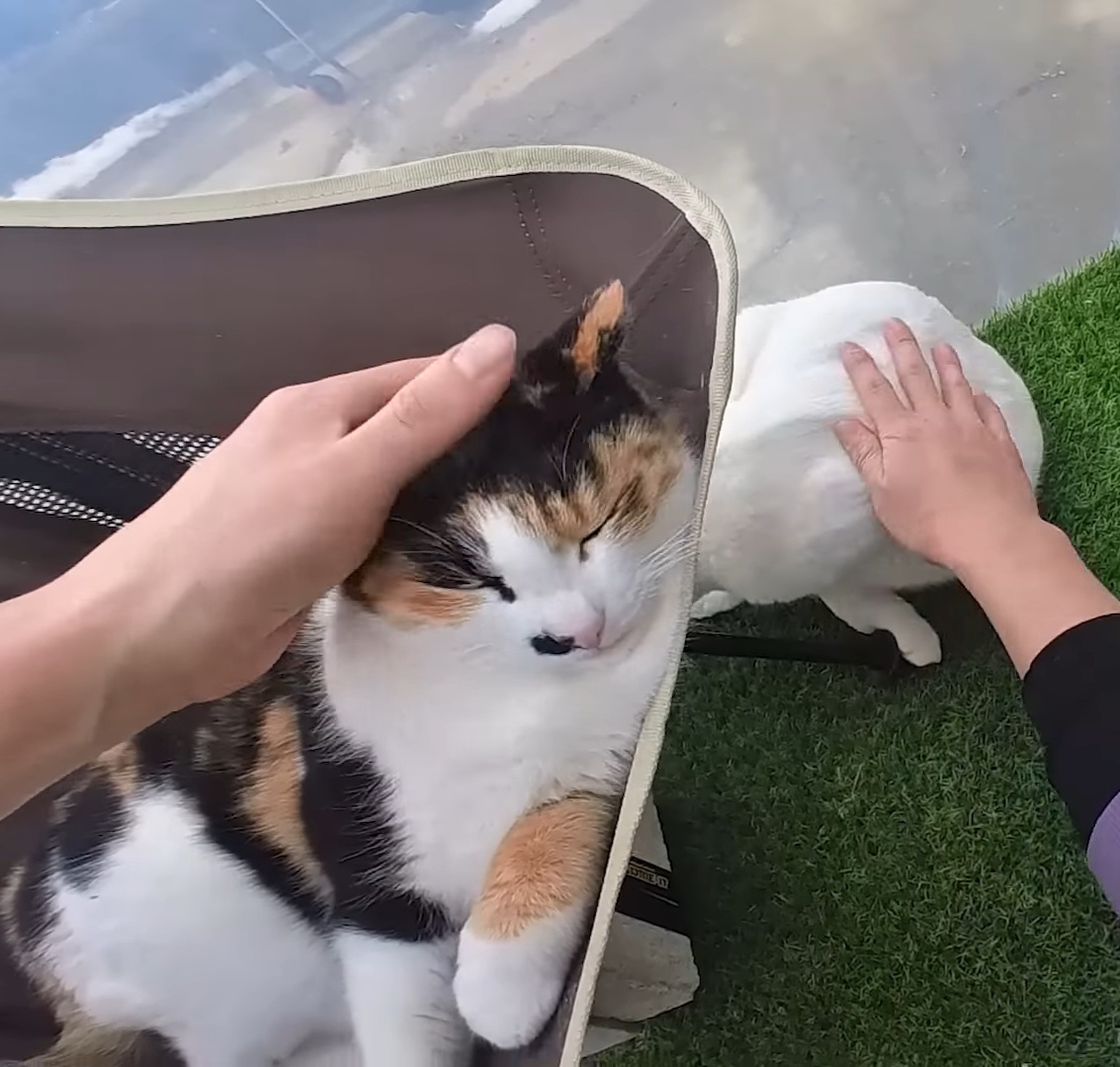 하하하-삼색이-모음-56-이미지