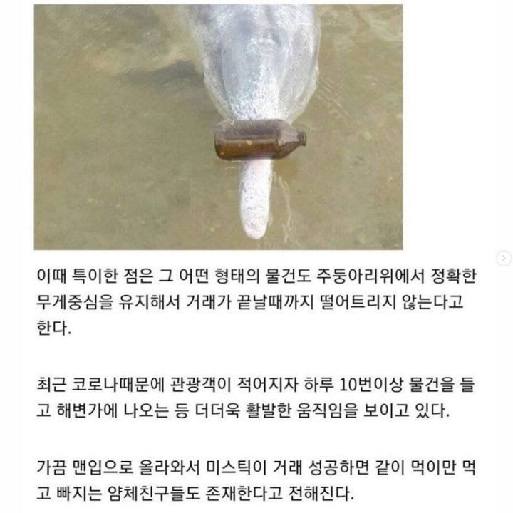 거래의-개념을-이해한-돌고래-1-이미지