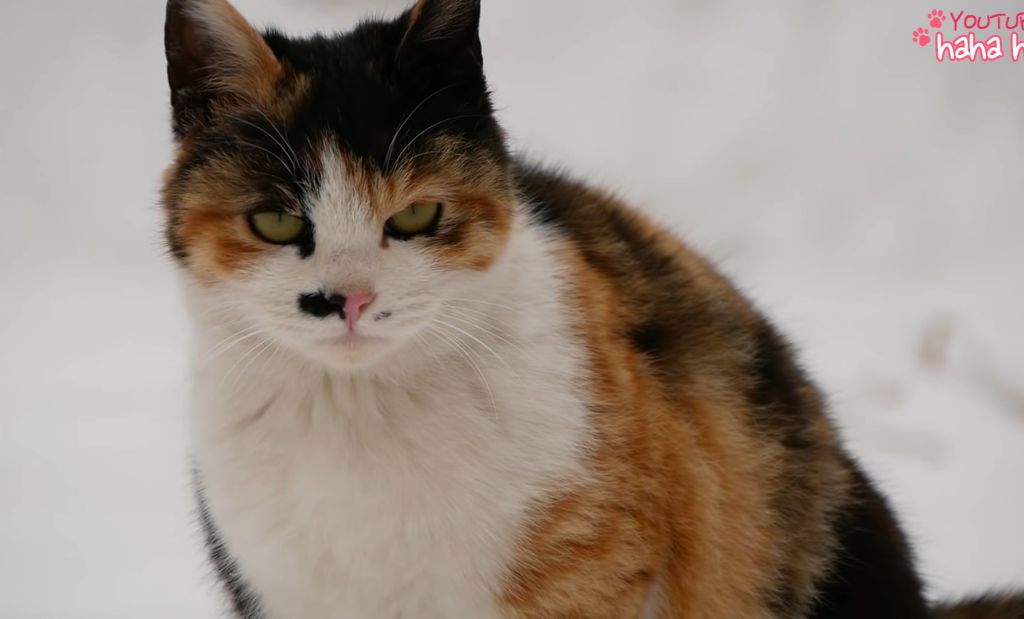 하하하-삼색이-모음-2-이미지