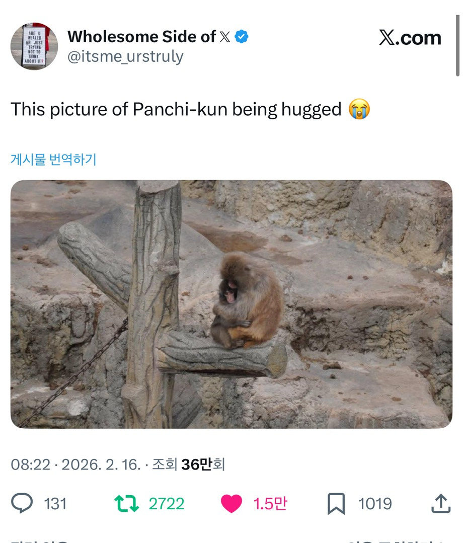 일본에-펀치라는-아기-원숭이인데-7-이미지