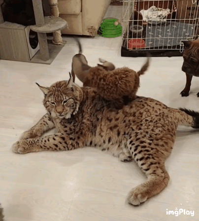 몸집이-조금-큰-착한-고양이-1-이미지