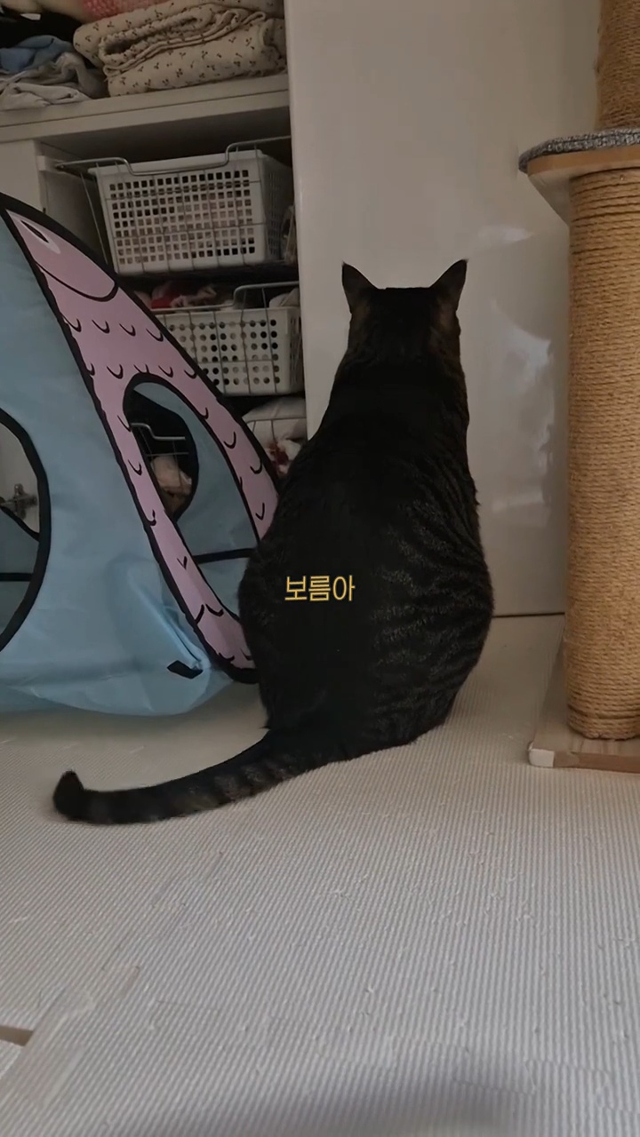 엽떡-때문에-삐낀-고양이🤣-2-이미지