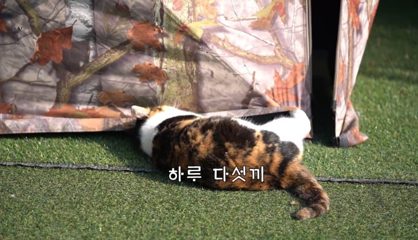 하하하-삼색이-모음-16-이미지