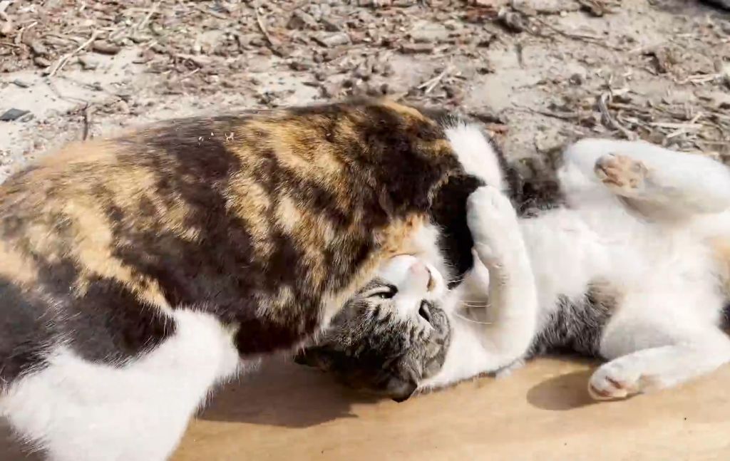 하하하-삼색이-모음-36-이미지