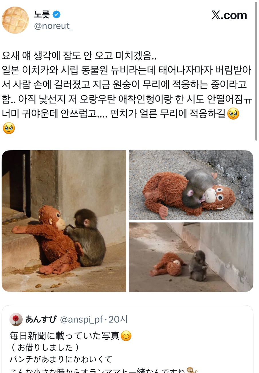 일본에-펀치라는-아기-원숭이인데-1-이미지