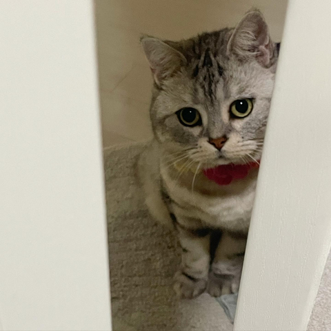 고양이-키워보니까-개-똑똑해-7-이미지