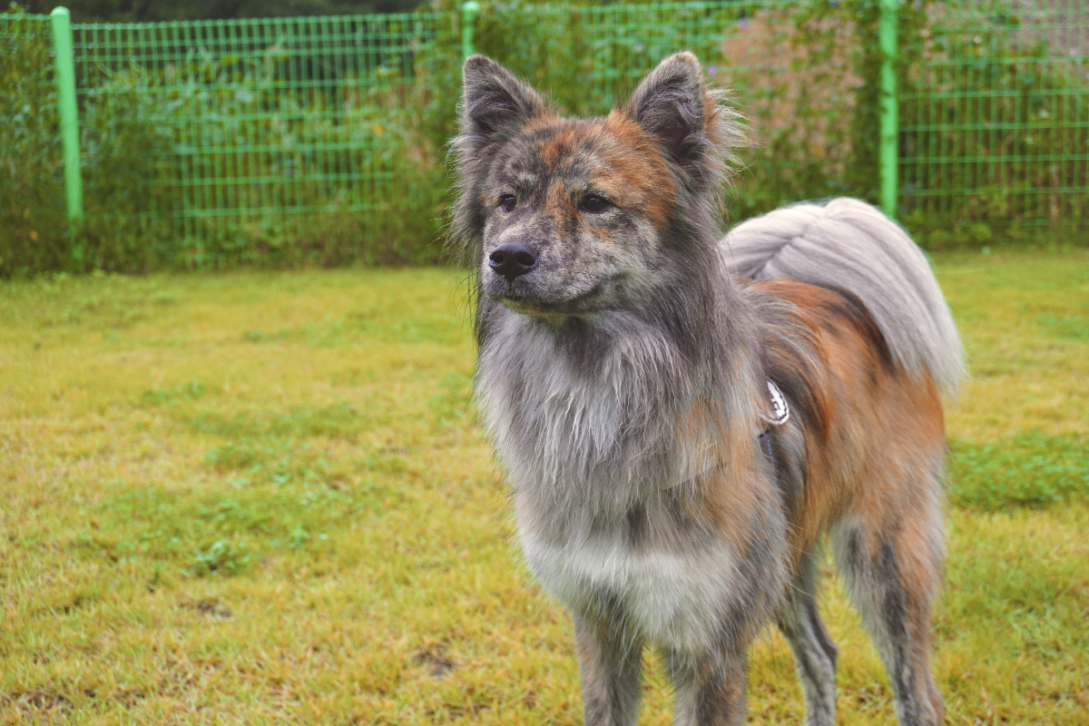 포인핸드에서-입양할땐-모카빵같이-생겼었는데-엄청-우아하게-큰-아기강아지-1-이미지