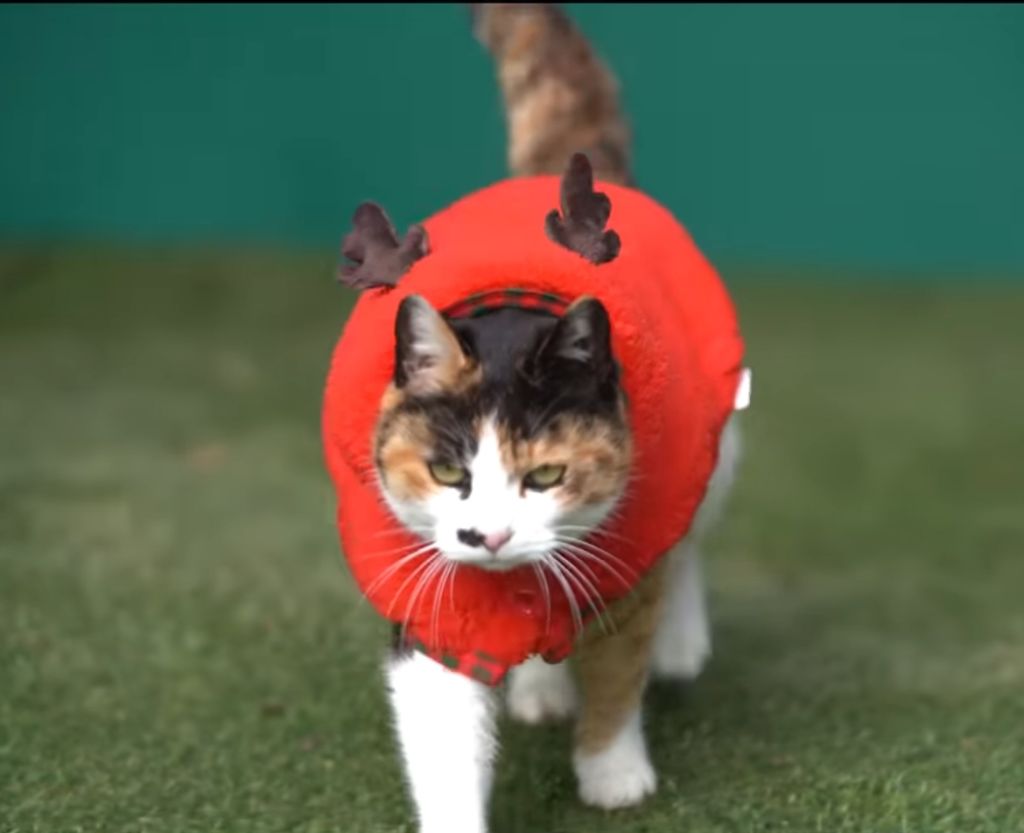 하하하-삼색이-모음-48-이미지