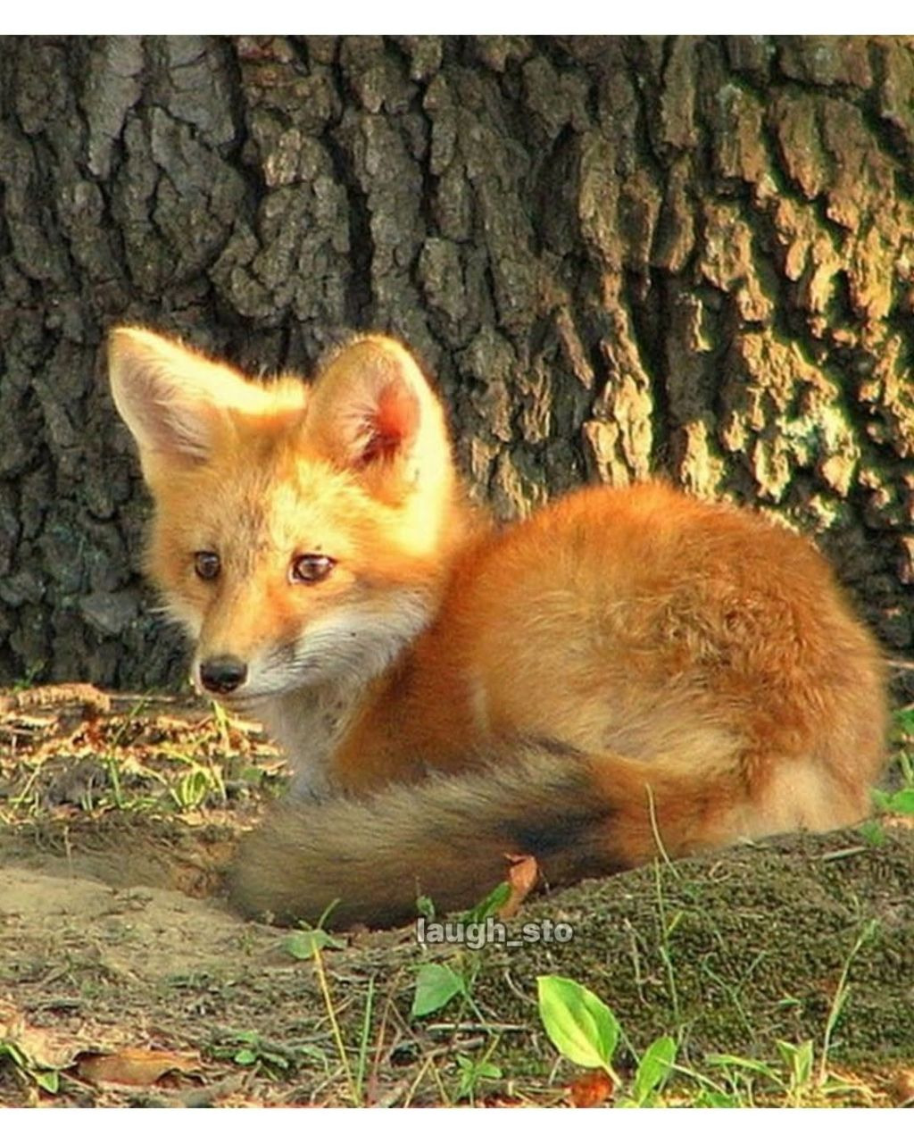 여우가-무덤가에서-자주-출몰하는-이유.jpg-3-이미지