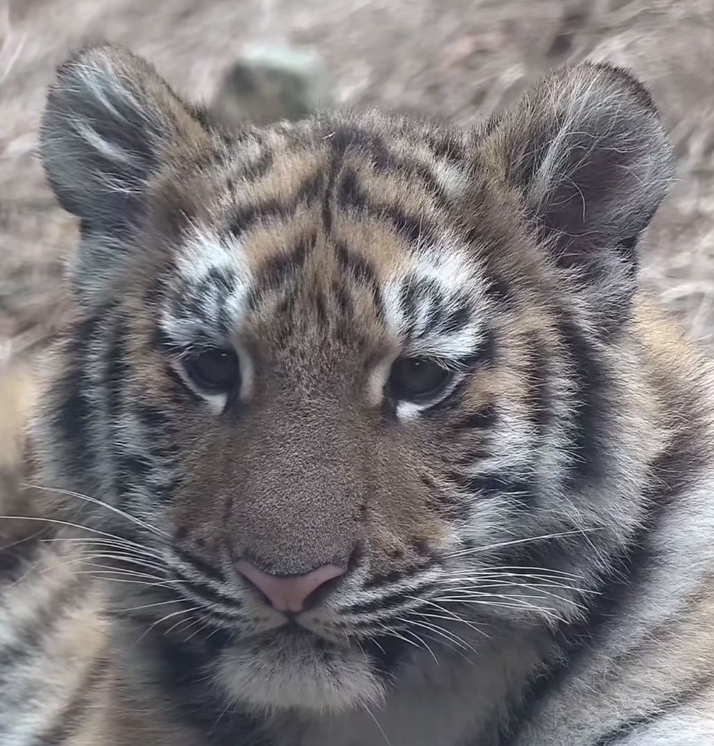 데뷔한지-2개월된-서울대공원-아기-호랑이-설호-5-이미지