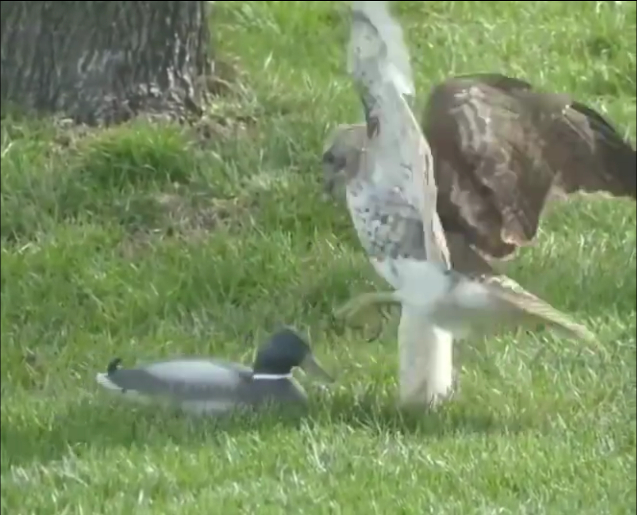 나무로-만든-청둥오리에-대한-매의-반응-0-이미지