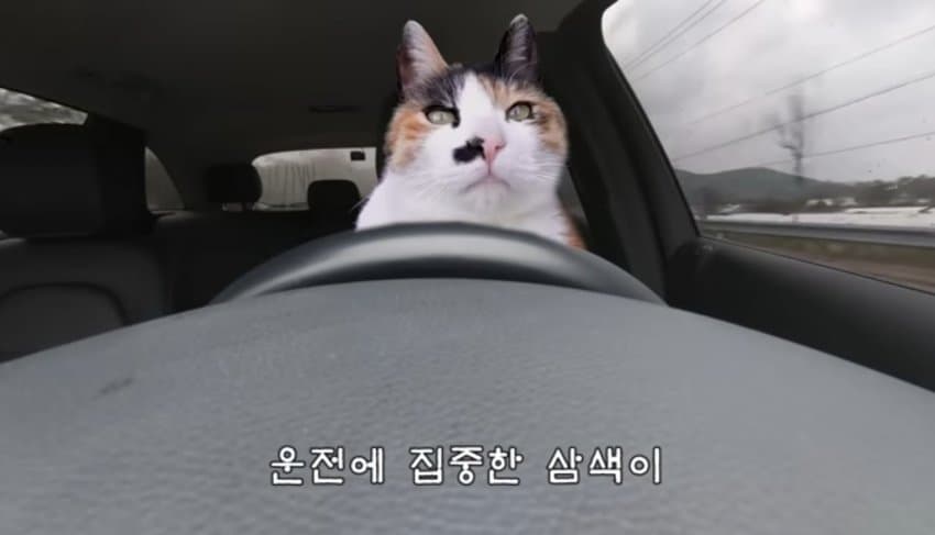 하하하-삼색이-모음-28-이미지