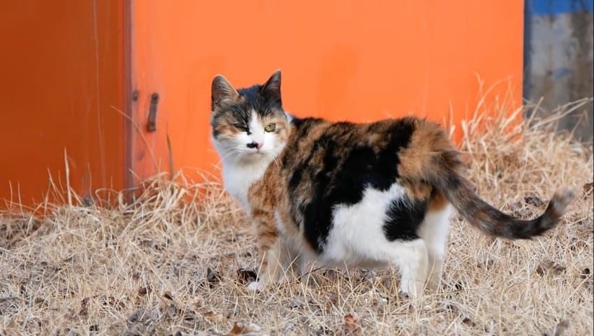 하하하-삼색이-모음-74-이미지