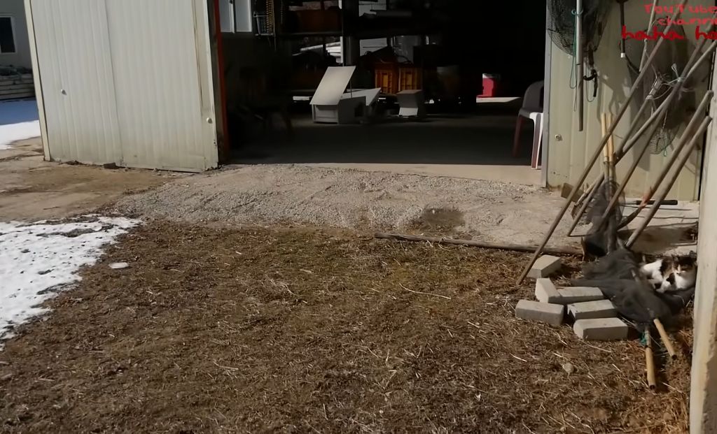 하하하-삼색이-모음-40-이미지