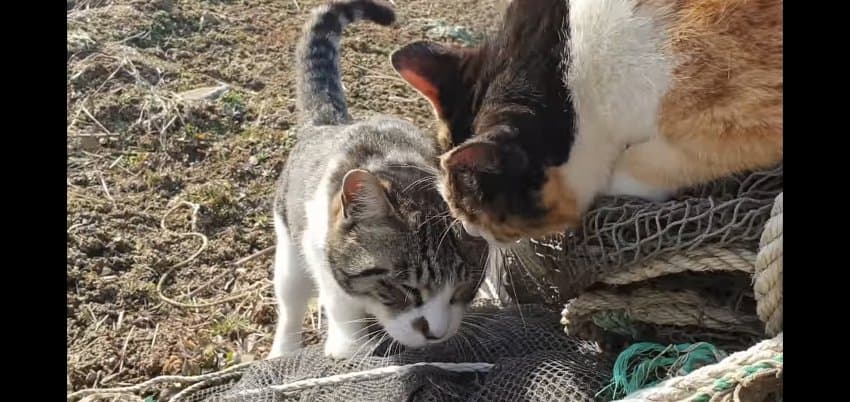 하하하-삼색이-모음-50-이미지