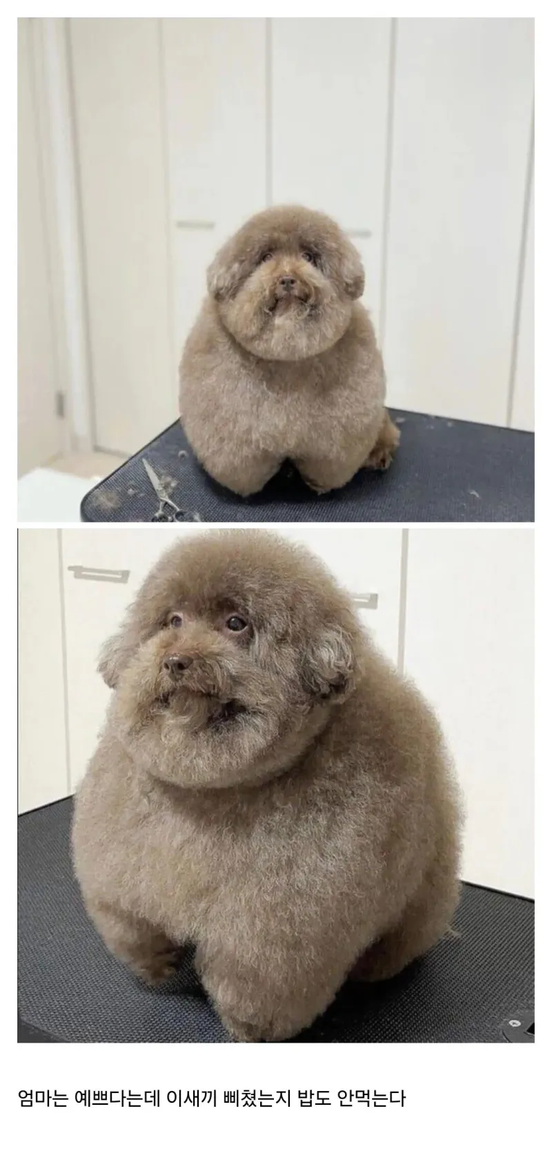 두쫀쿠컷-당한-강아지-1-이미지