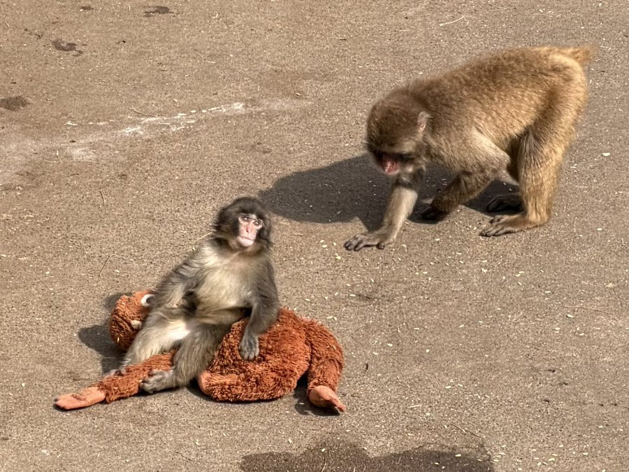 오랑우탄-인형을-엄마로-생각하며-끌고-다니는-아기-원숭이-14-이미지