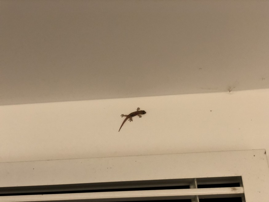 필리핀-살다오면-그리워지는-것.png-1-이미지