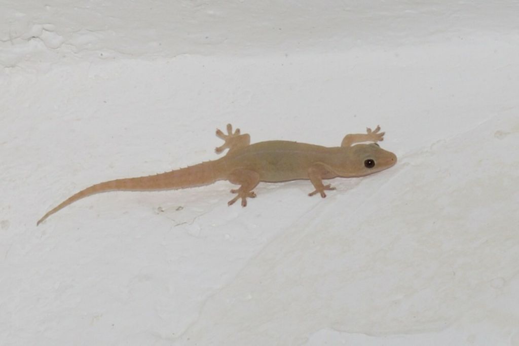 필리핀-살다오면-그리워지는-것.png-4-이미지