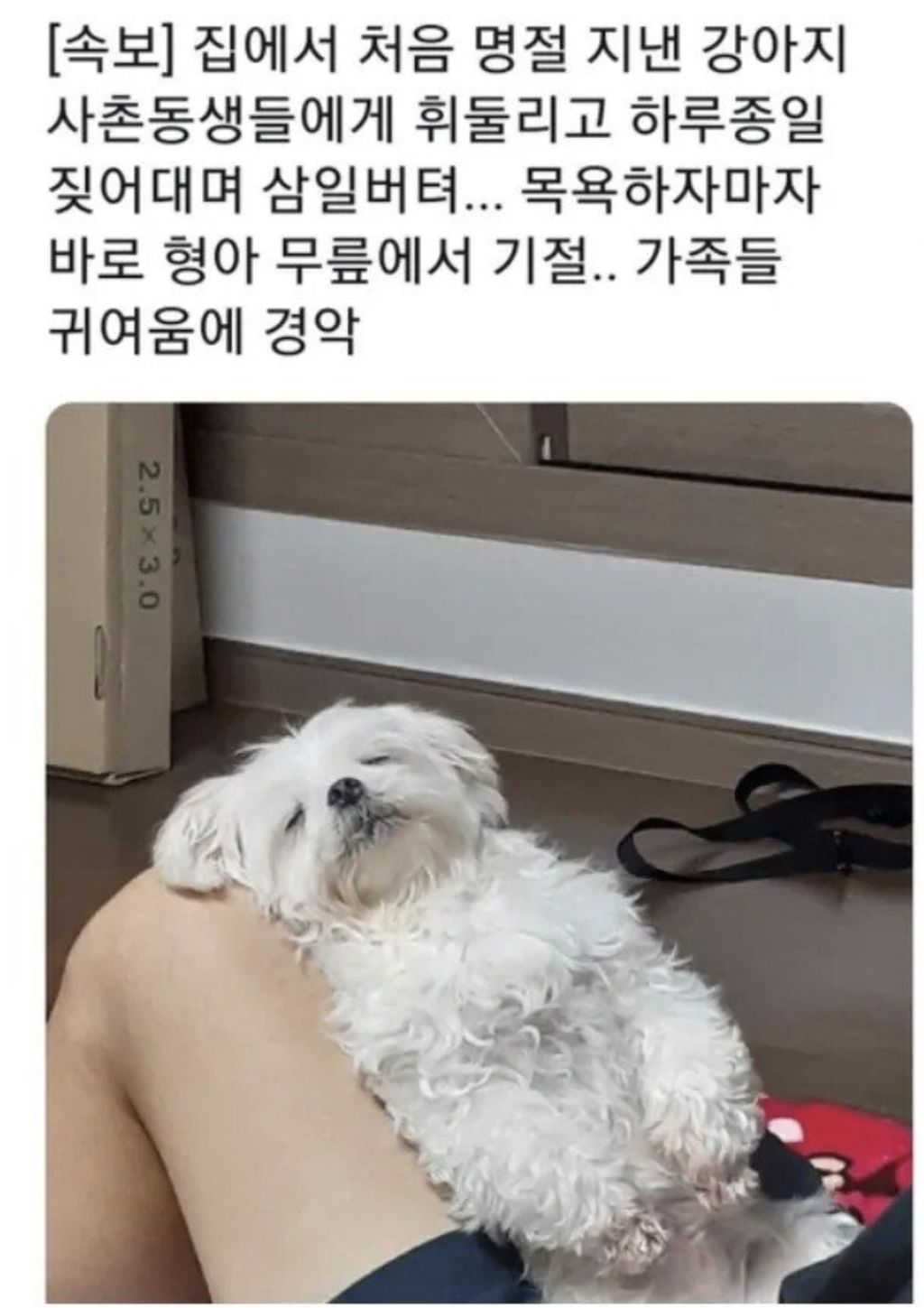 명절-지낸-강아지들-9-이미지