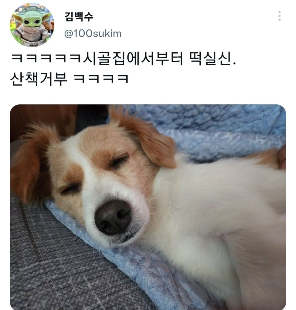 명절-지낸-강아지들-5-이미지