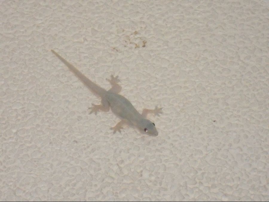 필리핀-살다오면-그리워지는-것.png-3-이미지