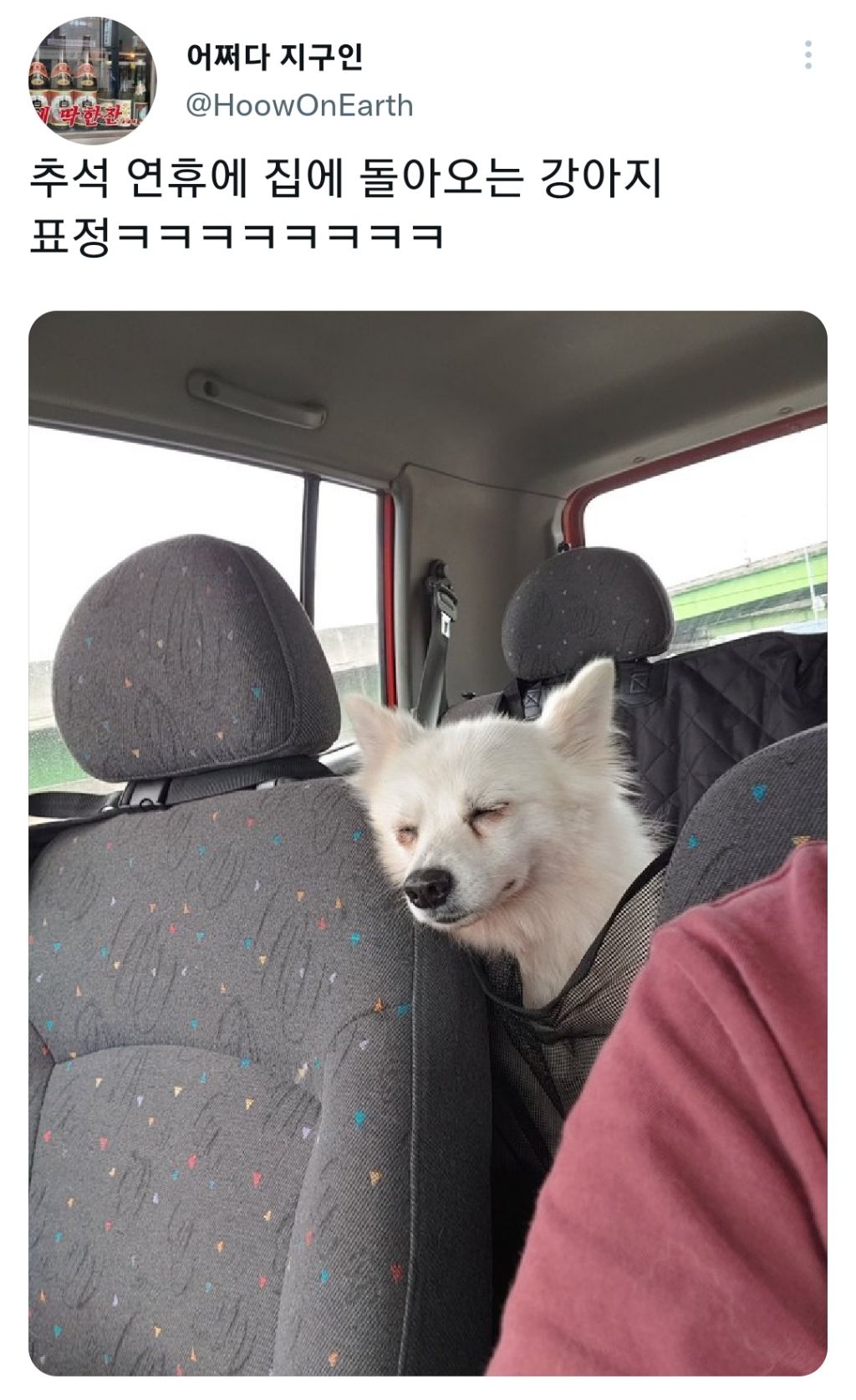 명절-지낸-강아지들-7-이미지