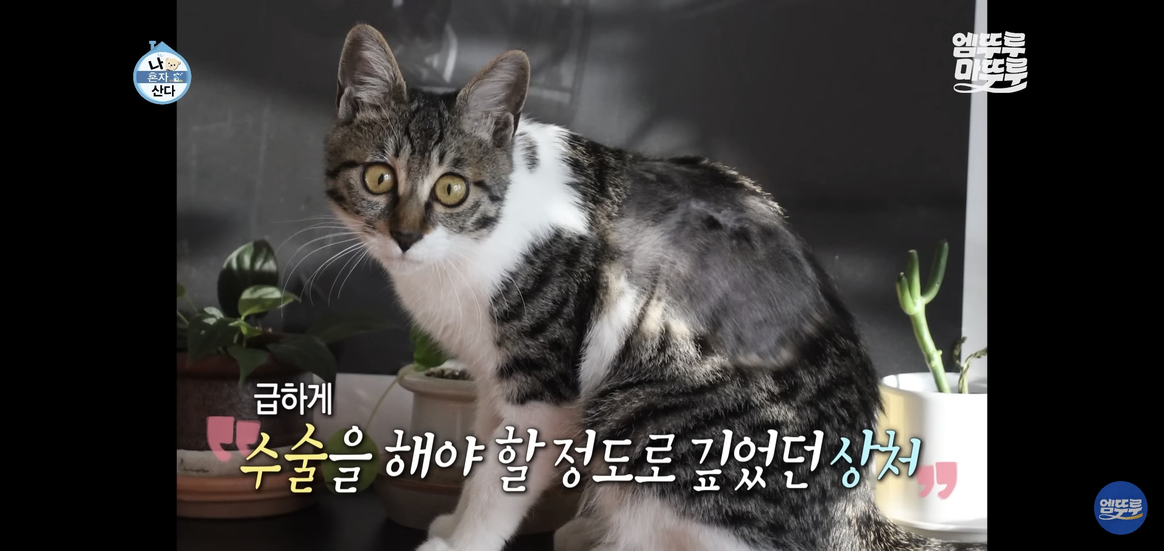 [나혼자산다]-최근-시각장애고양이-구조&입양한-배우-옥자연.jpg-9-이미지