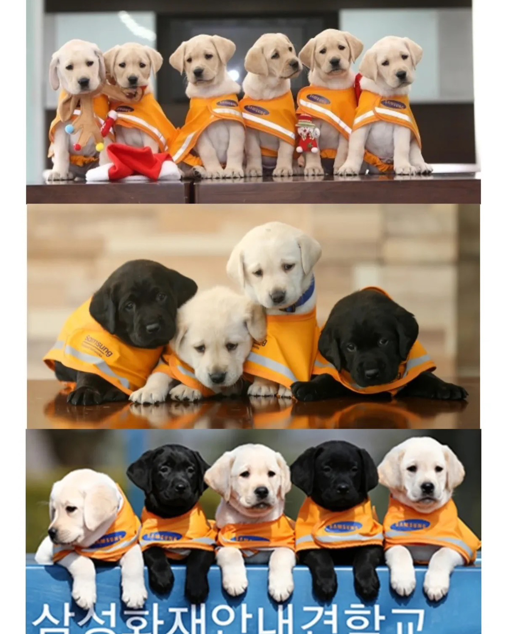 적자인데도-변함없이-추진하는-삼성의-한-사업.jpg-2-이미지