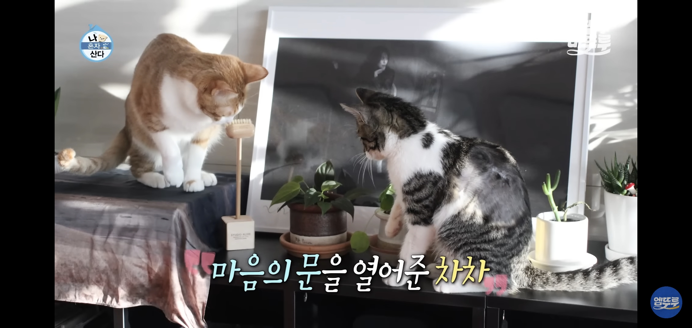 [나혼자산다]-최근-시각장애고양이-구조&입양한-배우-옥자연.jpg-23-이미지