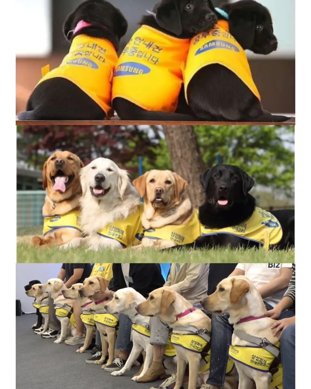 적자인데도-변함없이-추진하는-삼성의-한-사업.jpg-4-이미지