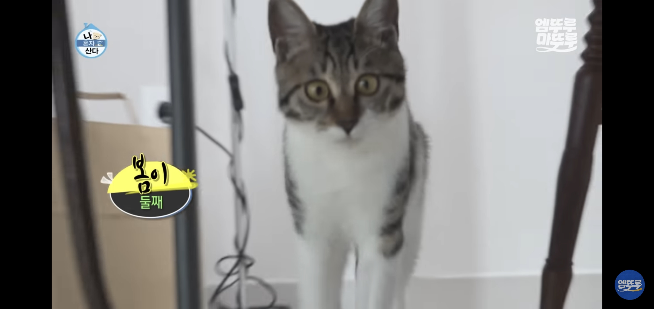 [나혼자산다]-최근-시각장애고양이-구조&입양한-배우-옥자연.jpg-3-이미지