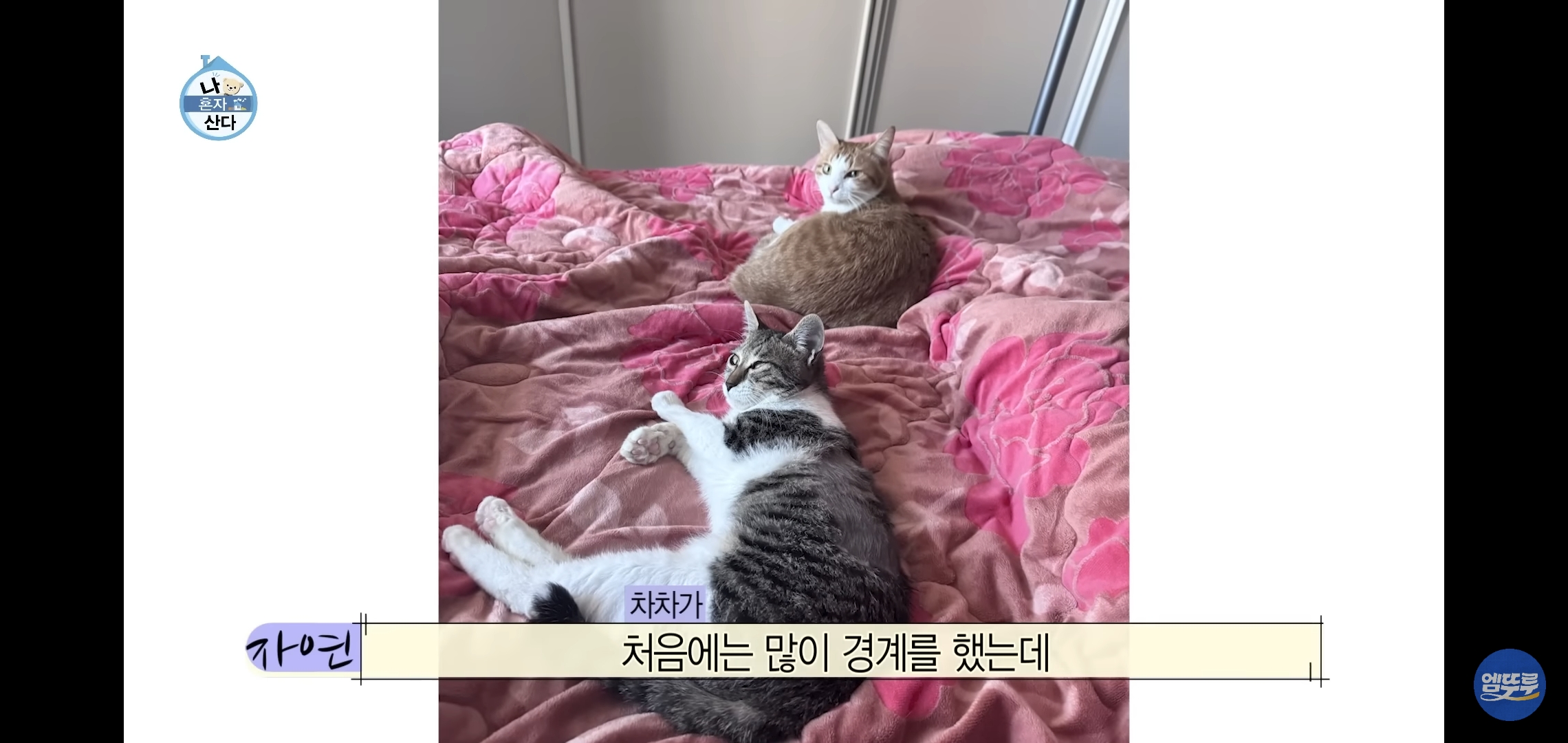 [나혼자산다]-최근-시각장애고양이-구조&입양한-배우-옥자연.jpg-22-이미지
