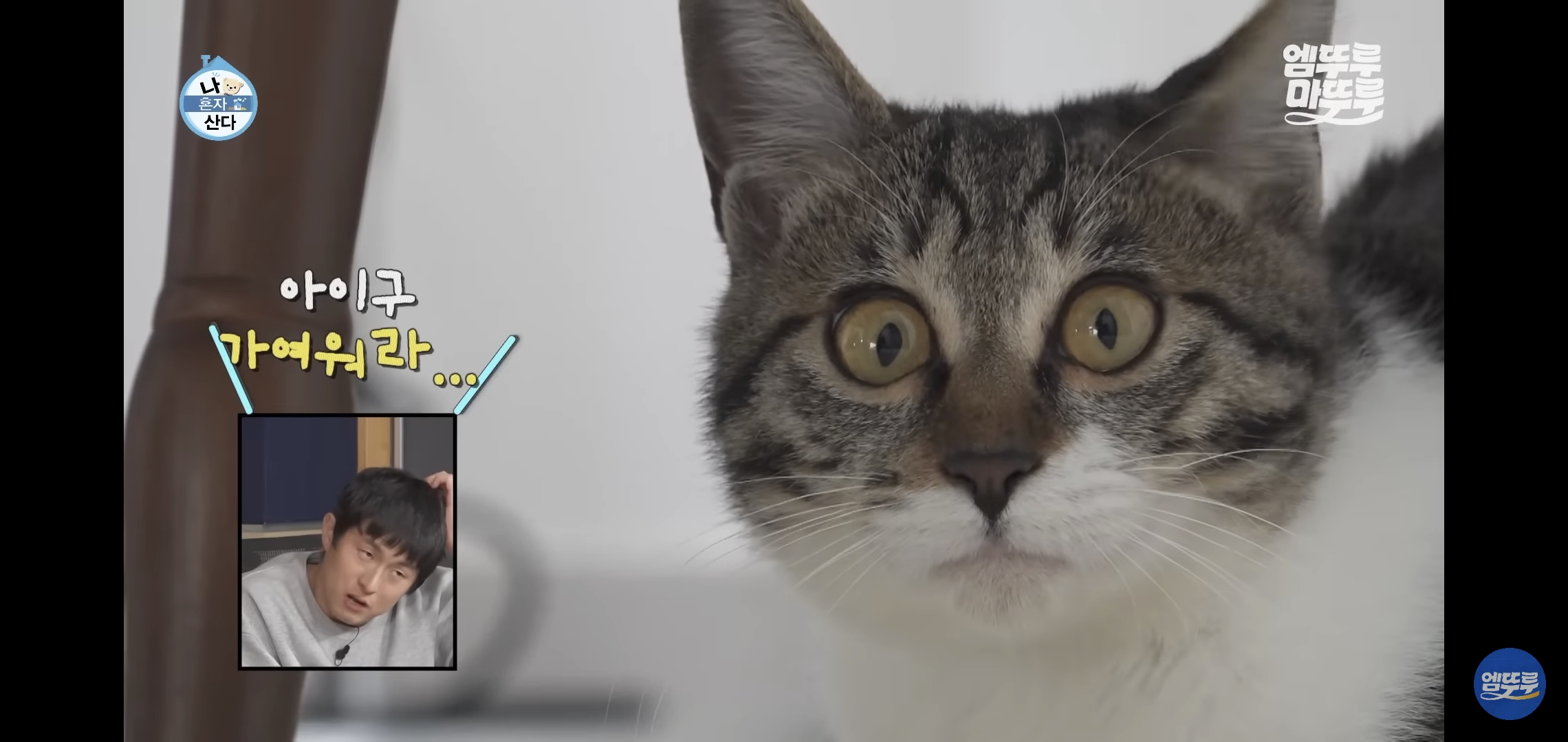 [나혼자산다]-최근-시각장애고양이-구조&입양한-배우-옥자연.jpg-14-이미지