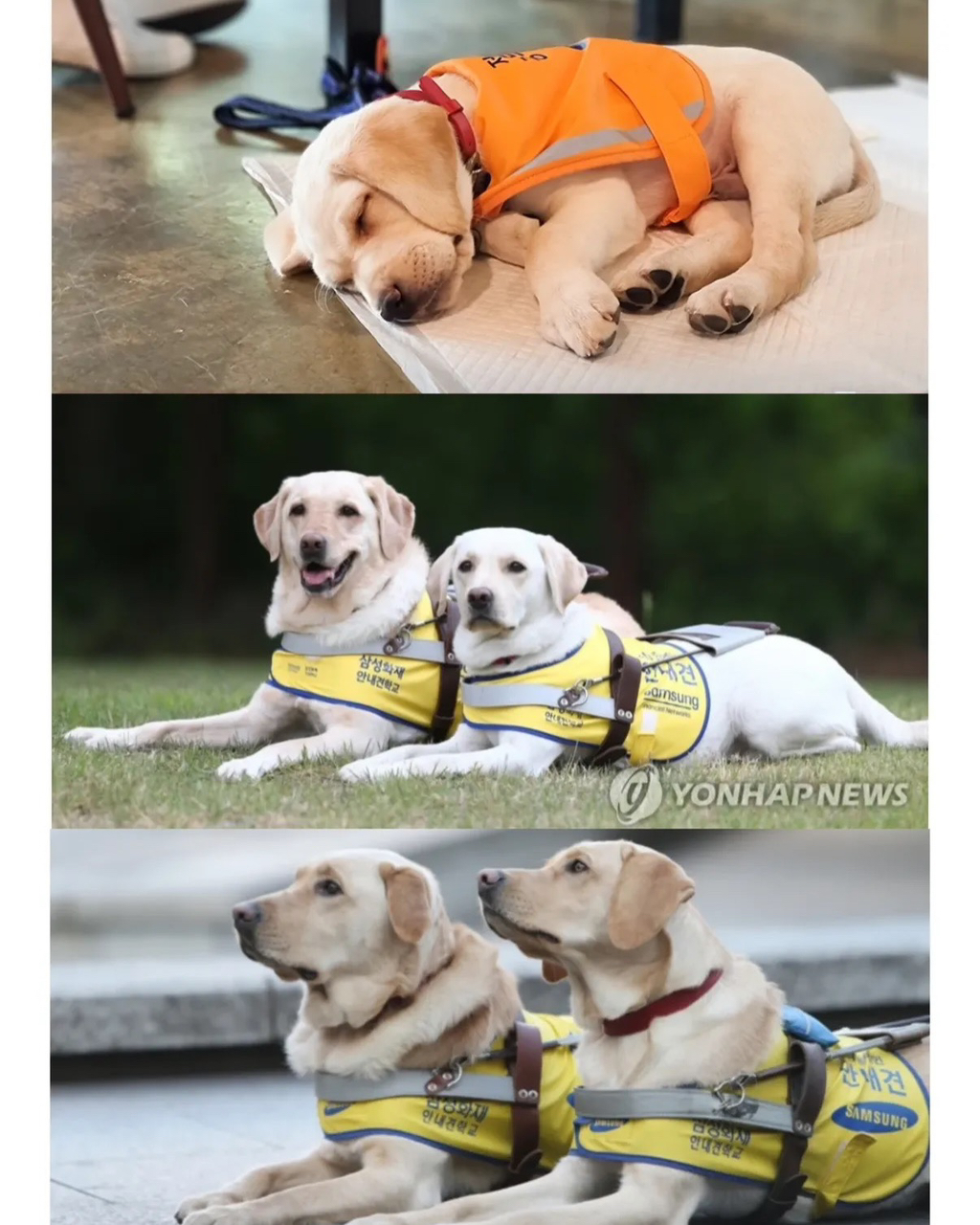 적자인데도-변함없이-추진하는-삼성의-한-사업.jpg-5-이미지