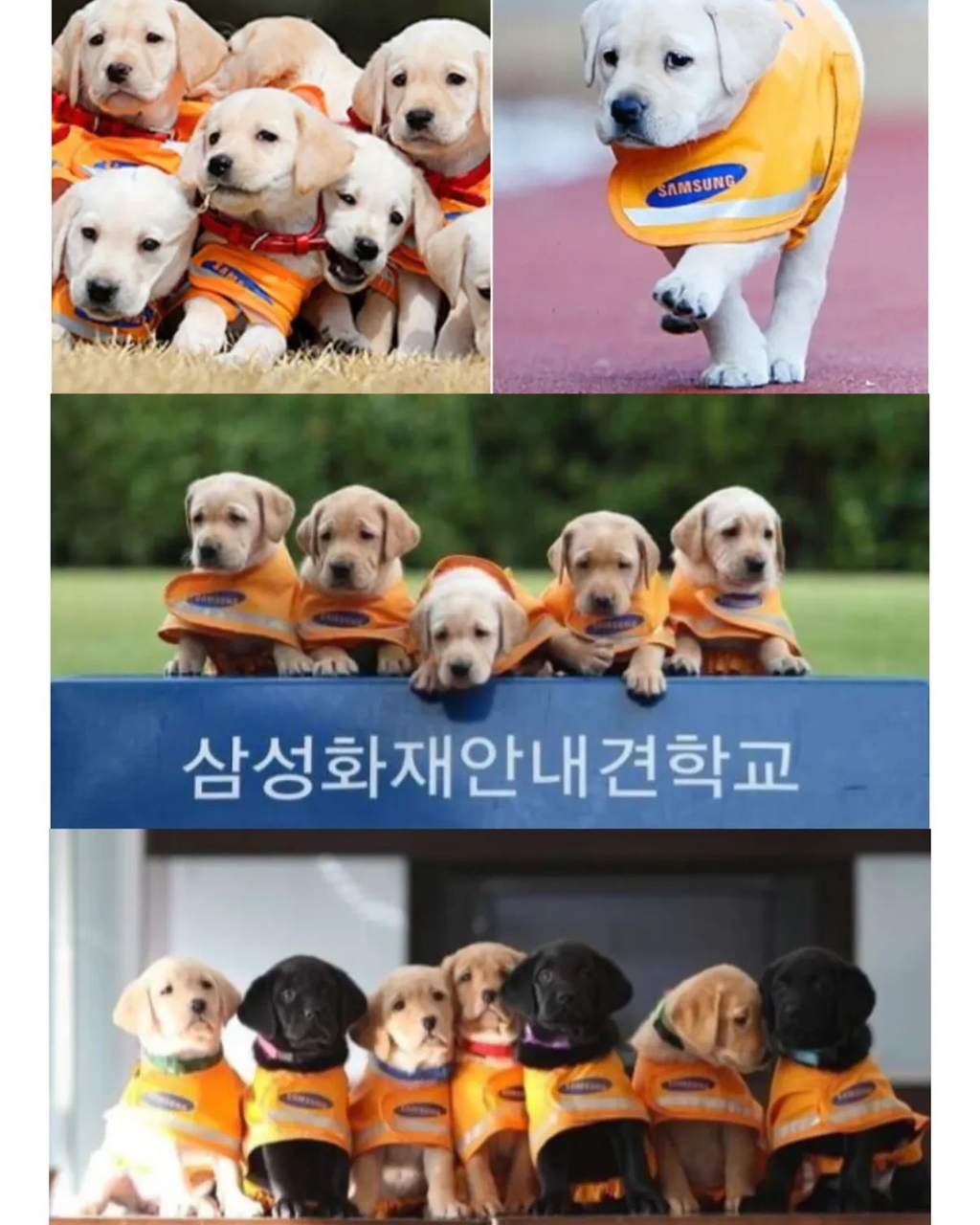 적자인데도-변함없이-추진하는-삼성의-한-사업.jpg-3-이미지