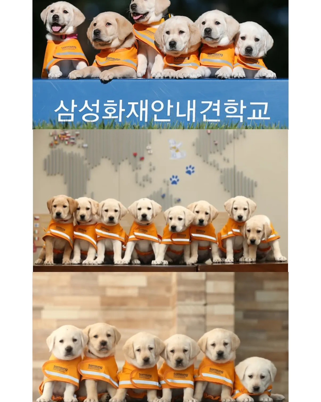 적자인데도-변함없이-추진하는-삼성의-한-사업.jpg-1-이미지